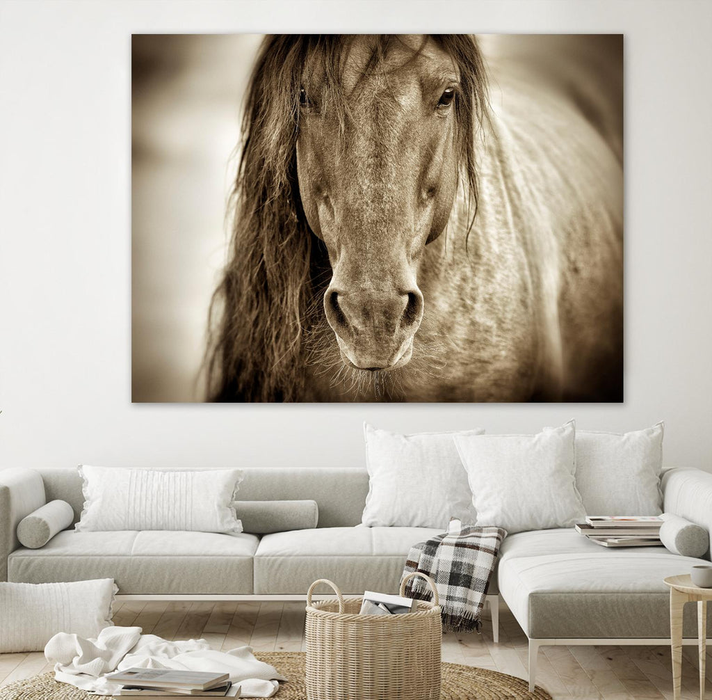 Mustang Sally by Lisa Dearing on GIANT ART - multicolor photography; animals
