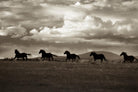 Racing the Clouds by Lisa Dearing on GIANT ART - multicolor photography; animals