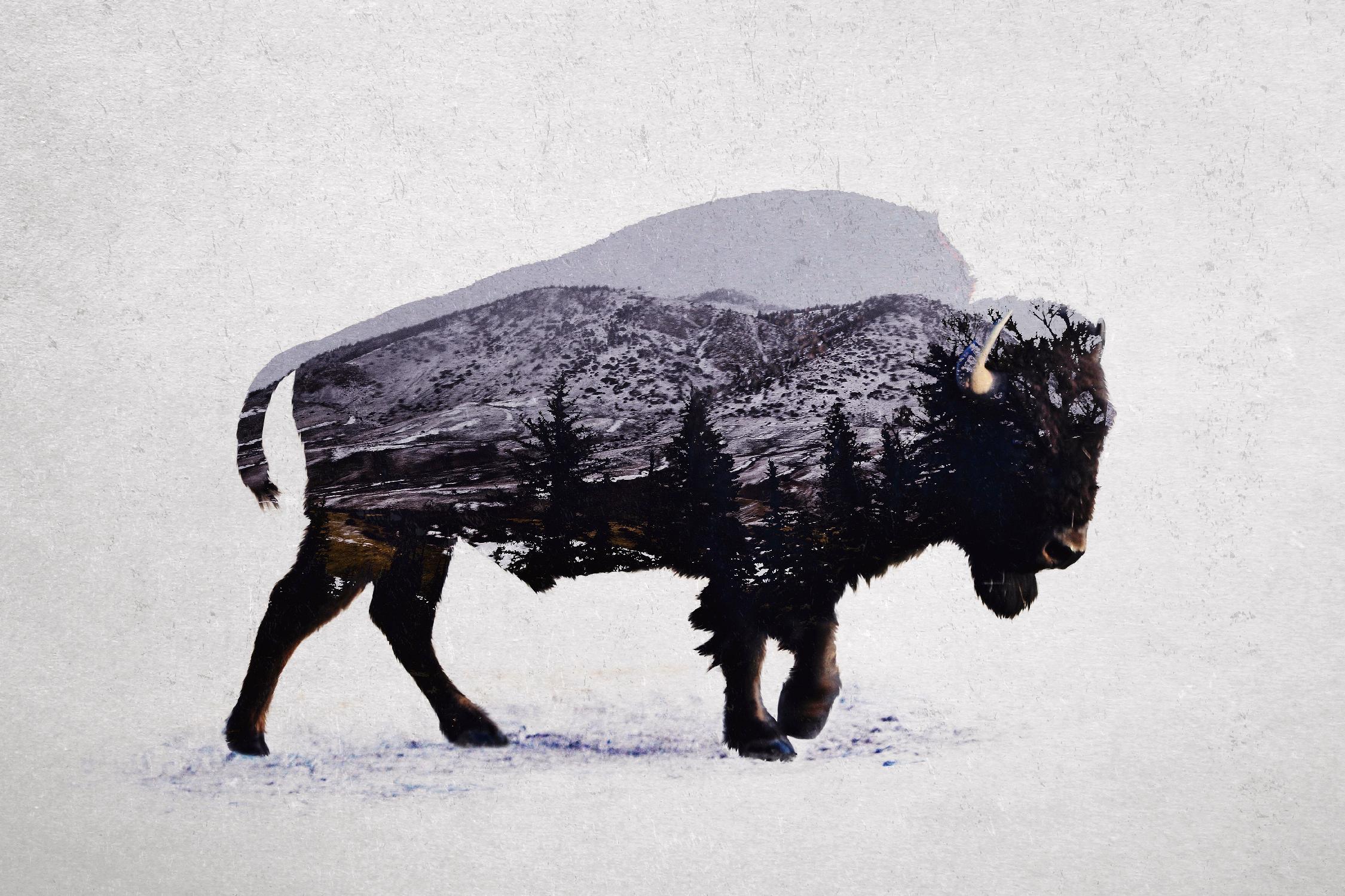 The American Bison par Davies Babies sur GIANT ART - animaux blancs