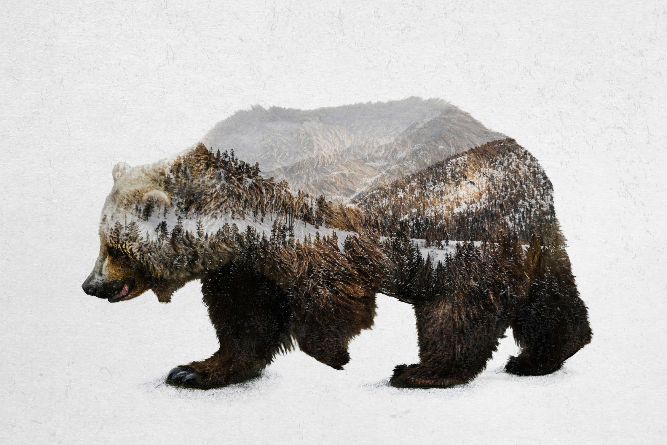 The Kodiak Brown Bear par Davies Babies sur GIANT ART - animaux blancs