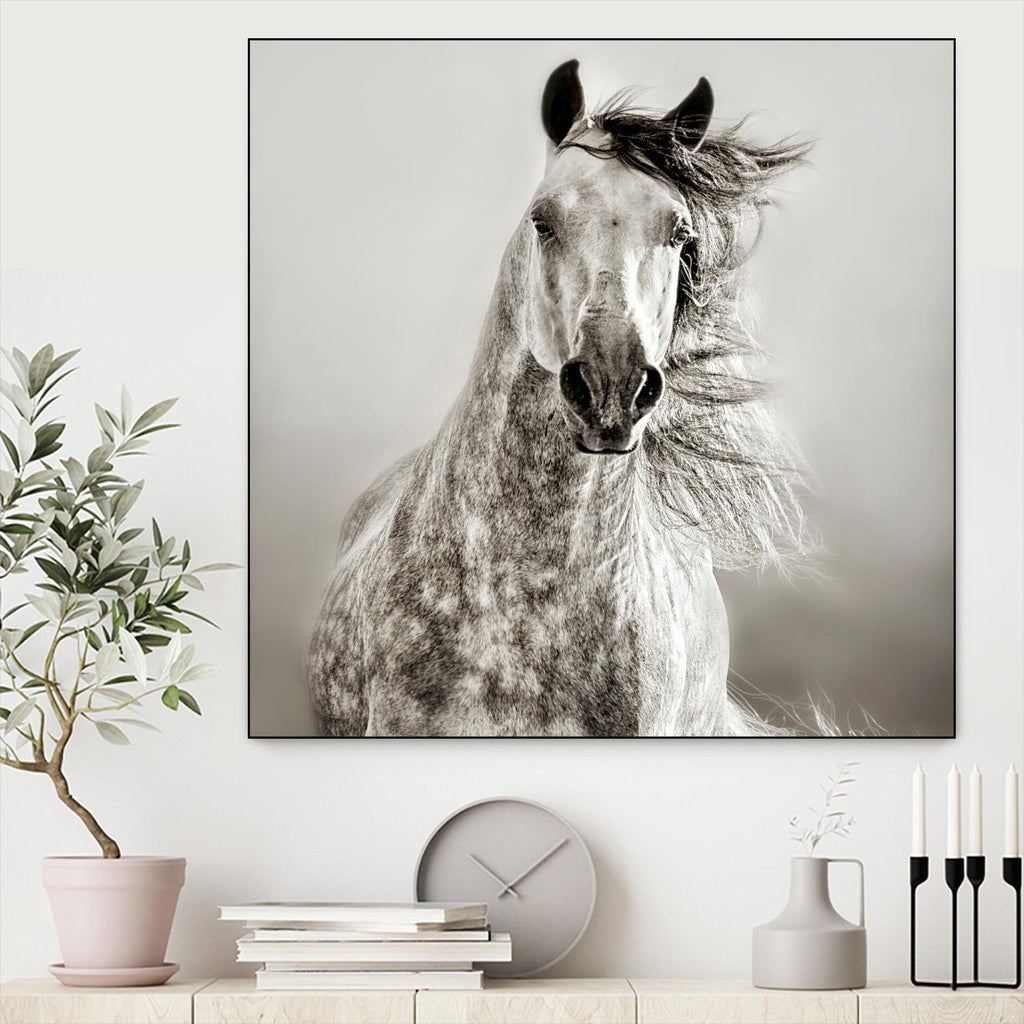Caballo de Andaluz by Lisa Dearing on GIANT ART - grey animals