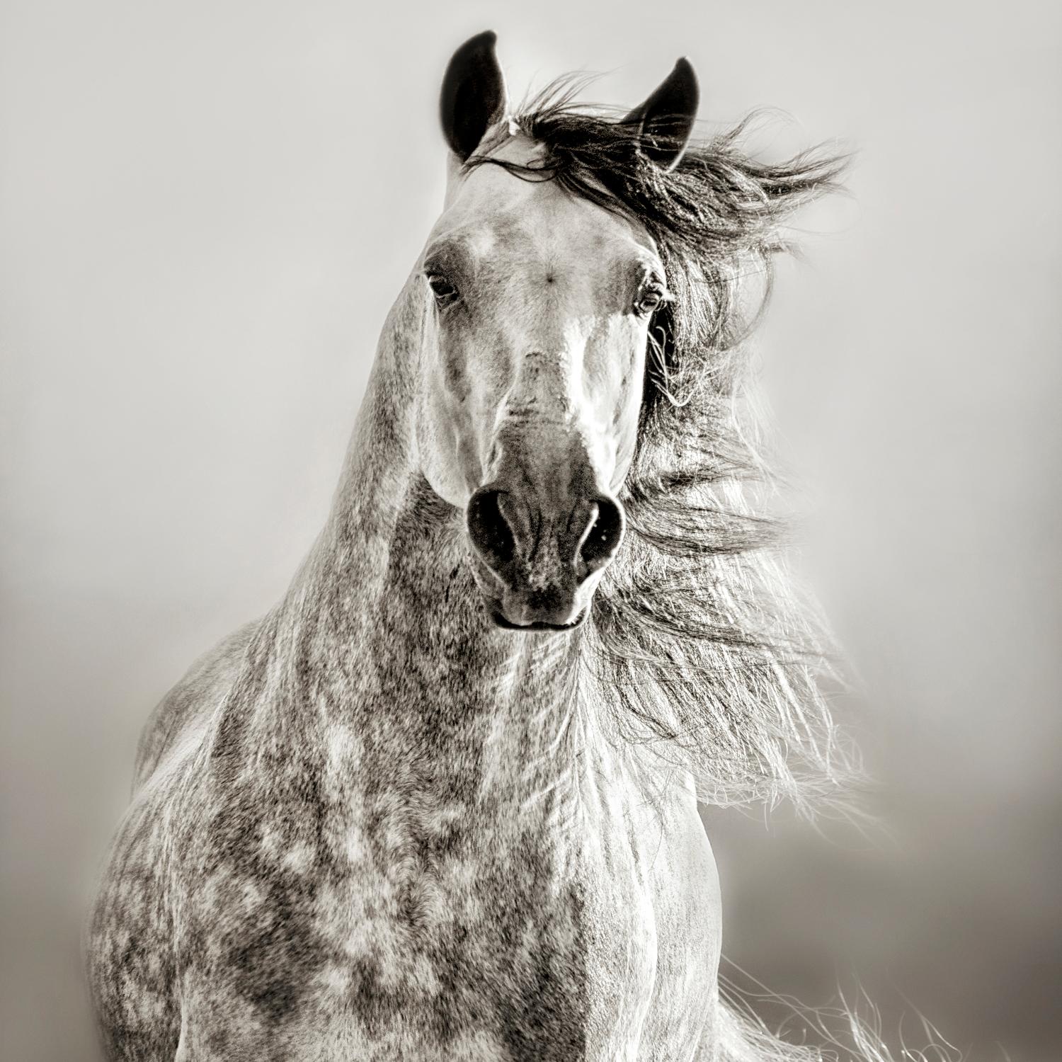 Caballo de Andaluz par Lisa Dearing sur GIANT ART - animaux gris