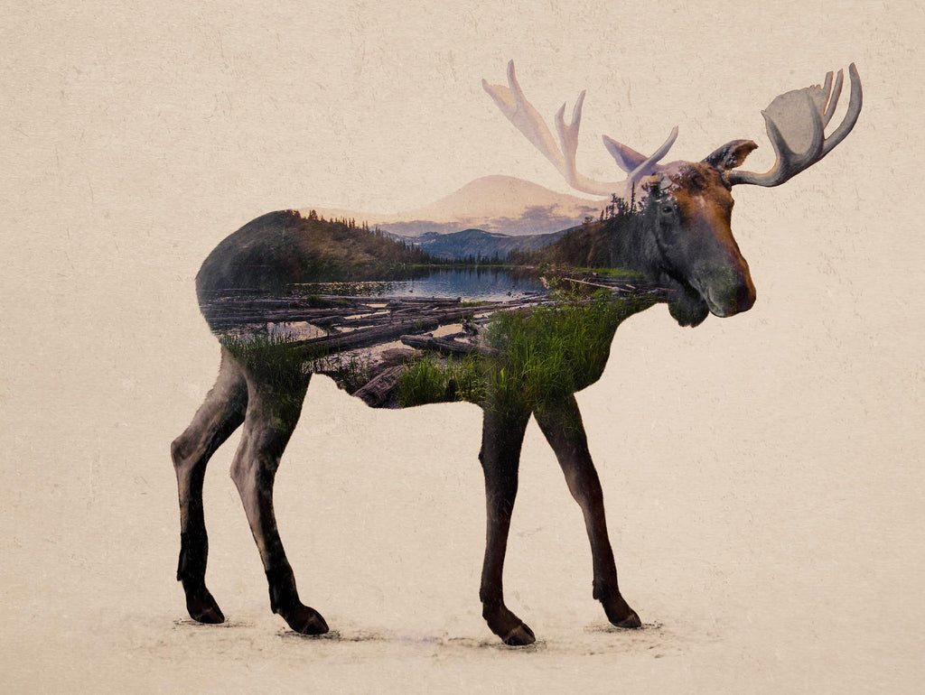 The Alaskan Bull Moose by Davies Babies on GIANT ART - multicolor animals; contemporary
