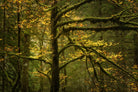 Golden Drops by Enrico Fossati on GIANT ART - multicolor photography; landscapes