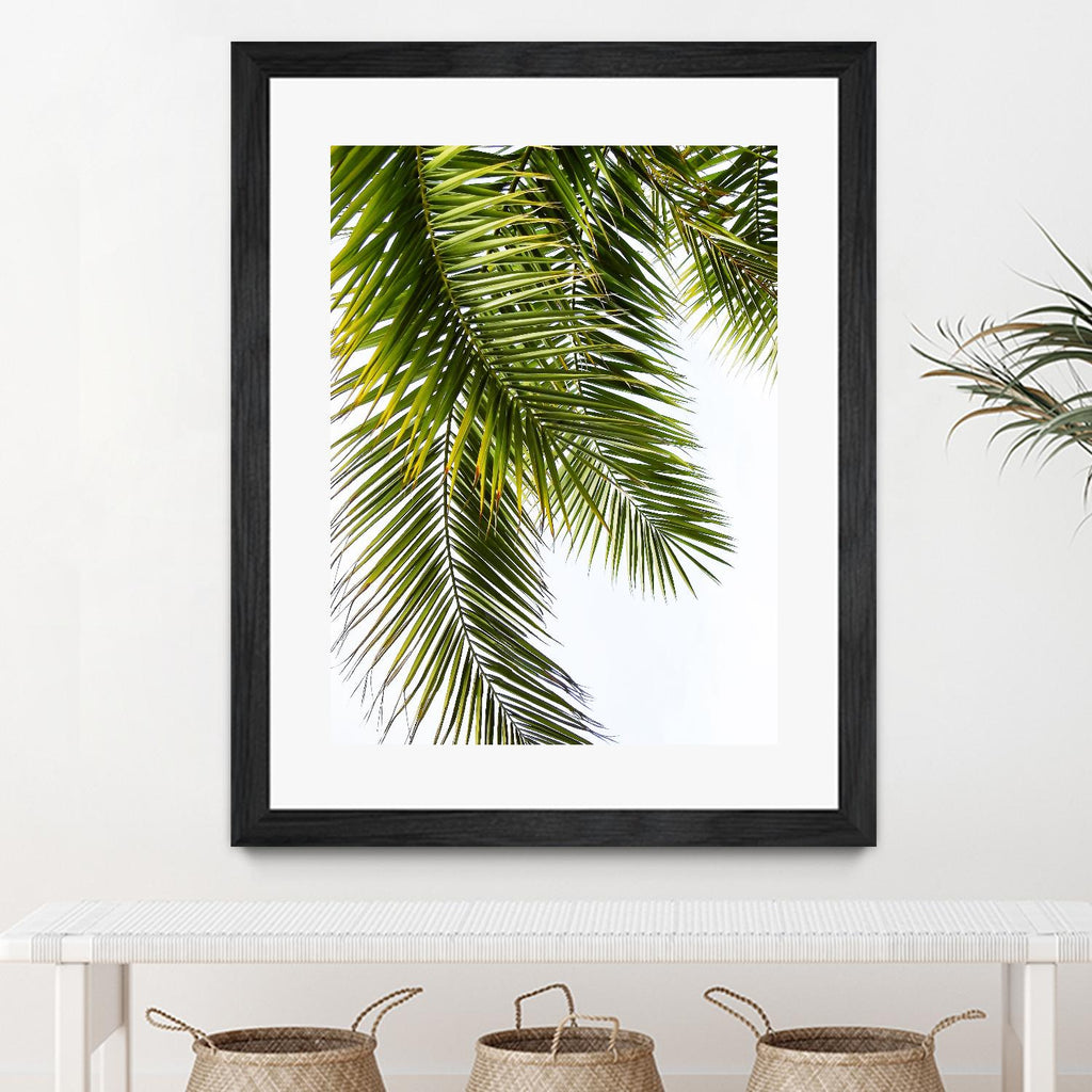 Palm Leaves by Lexie Greer on GIANT ART - multicolor photography; floral/still life