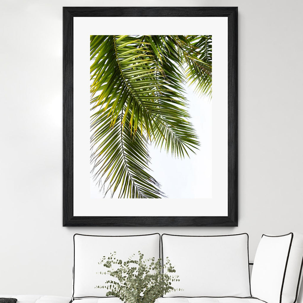 Palm Leaves by Lexie Greer on GIANT ART - multicolor photography; floral/still life