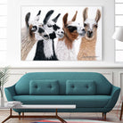 Peruvian Visitors by Jan Henderson on GIANT ART - multicolor animals; photography