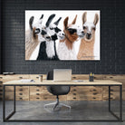 Peruvian Visitors by Jan Henderson on GIANT ART - multicolor animals; photography