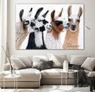 Peruvian Visitors by Jan Henderson on GIANT ART - multicolor animals; photography