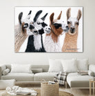 Peruvian Visitors by Jan Henderson on GIANT ART - multicolor animals; photography