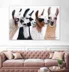 Peruvian Visitors by Jan Henderson on GIANT ART - multicolor animals; photography