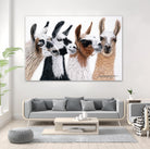 Peruvian Visitors by Jan Henderson on GIANT ART - multicolor animals; photography