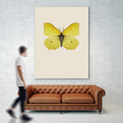 Gonepteryx rhamni by Incado on GIANT ART - multicolor animals; floral/still life