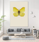 Gonepteryx rhamni by Incado on GIANT ART - multicolor animals; floral/still life