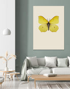 Gonepteryx rhamni by Incado on GIANT ART - multicolor animals; floral/still life