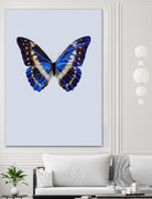 Blue Butterfly by Incado on GIANT ART - multicolor animals; floral/still life
