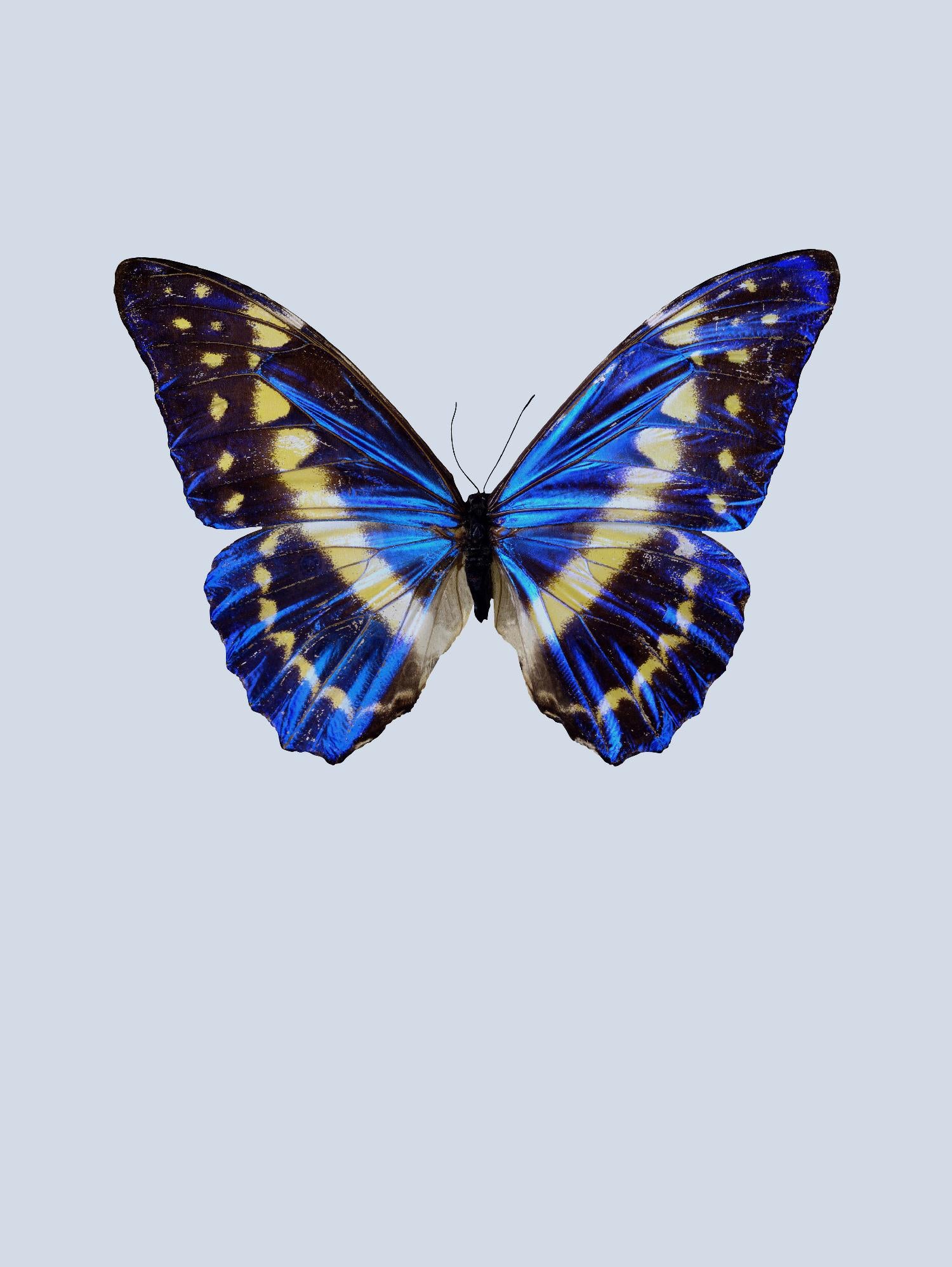 Blue Butterfly by Incado on GIANT ART - multicolor animals; floral/still life