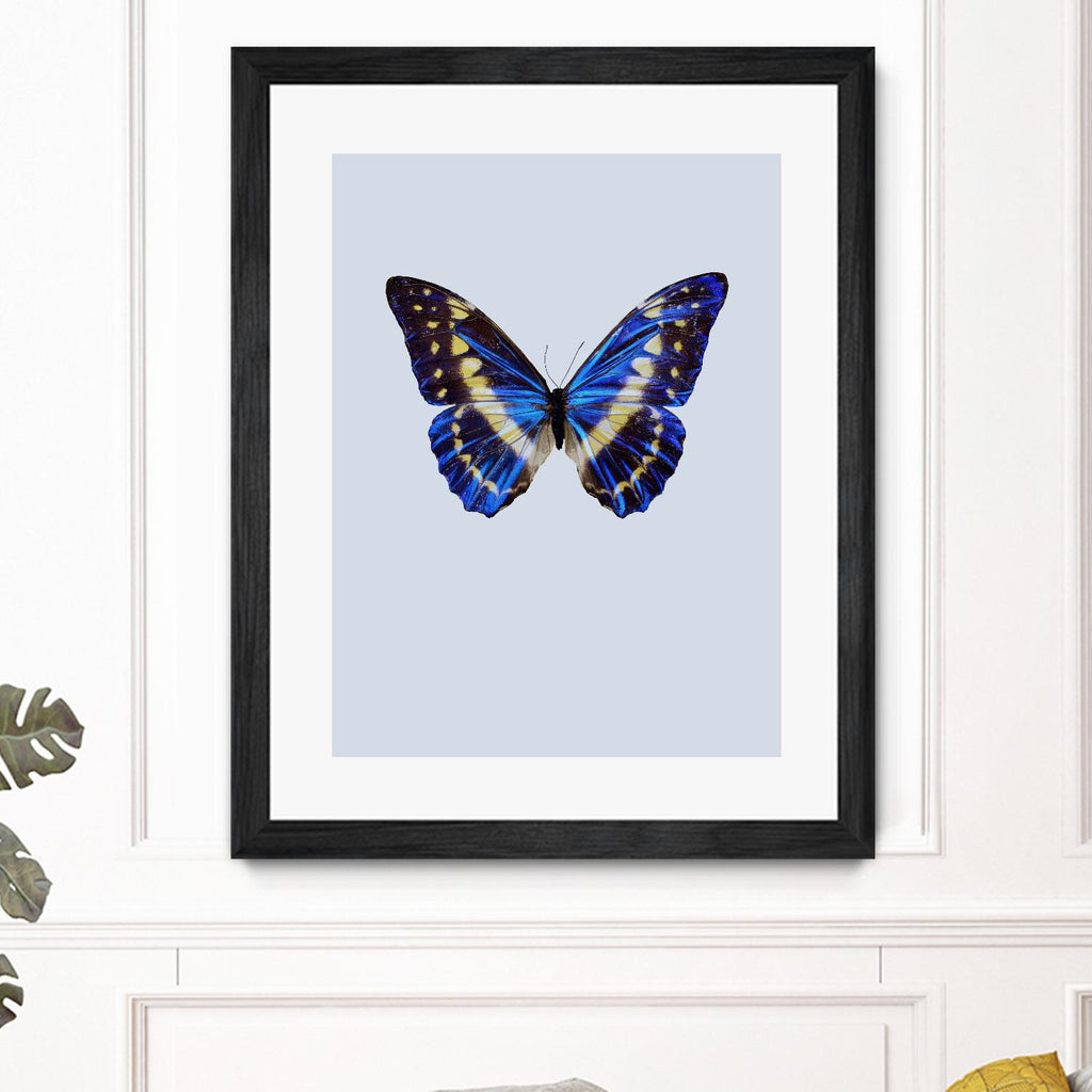 Blue Butterfly by Incado on GIANT ART - multicolor animals; floral/still life