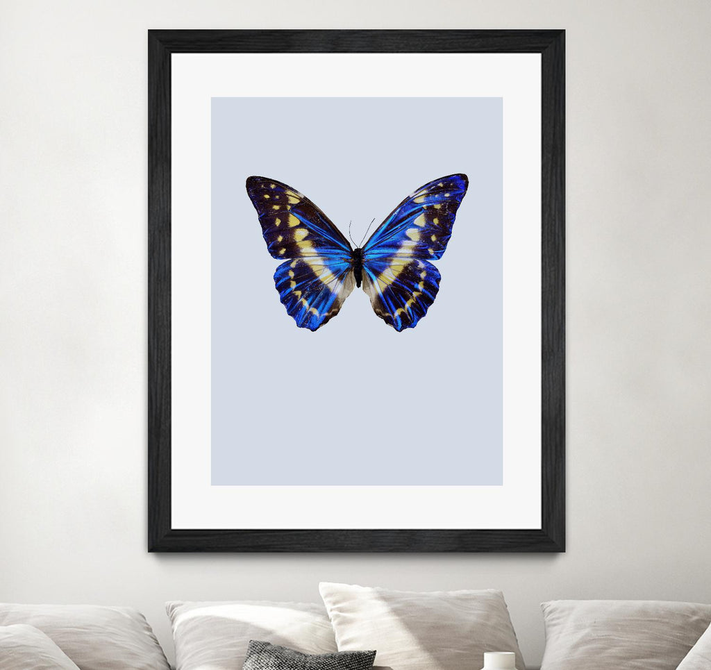 Blue Butterfly by Incado on GIANT ART - multicolor animals; floral/still life