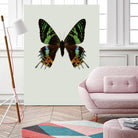 Chrysiridia rhipheus by Incado on GIANT ART - multicolor animals; floral/still life