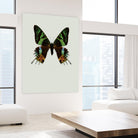 Chrysiridia rhipheus by Incado on GIANT ART - multicolor animals; floral/still life