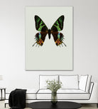 Chrysiridia rhipheus by Incado on GIANT ART - multicolor animals; floral/still life