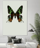 Chrysiridia rhipheus by Incado on GIANT ART - multicolor animals; floral/still life