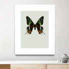 Chrysiridia rhipheus by Incado on GIANT ART - multicolor animals; floral/still life