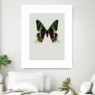 Chrysiridia rhipheus by Incado on GIANT ART - multicolor animals; floral/still life