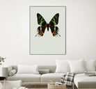 Chrysiridia rhipheus by Incado on GIANT ART - multicolor animals; floral/still life