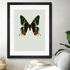 Chrysiridia rhipheus by Incado on GIANT ART - multicolor animals; floral/still life