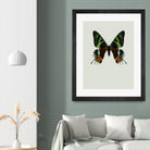 Chrysiridia rhipheus by Incado on GIANT ART - multicolor animals; floral/still life