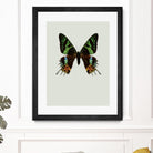 Chrysiridia rhipheus by Incado on GIANT ART - multicolor animals; floral/still life