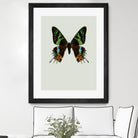 Chrysiridia rhipheus by Incado on GIANT ART - multicolor animals; floral/still life