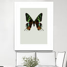 Chrysiridia rhipheus by Incado on GIANT ART - multicolor animals; floral/still life