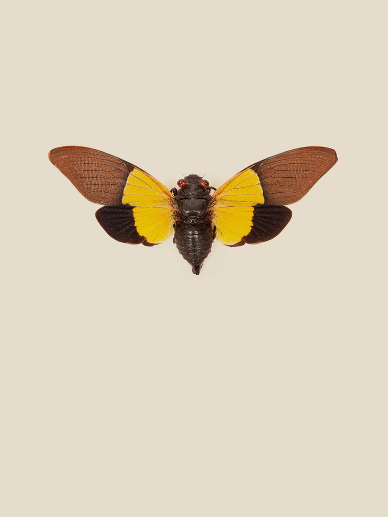 Cicada by Incado on GIANT ART - multicolor animals; floral/still life