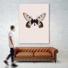 Cressida cressida by Incado on GIANT ART - multicolor animals; floral/still life