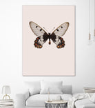 Cressida cressida by Incado on GIANT ART - multicolor animals; floral/still life