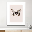 Cressida cressida by Incado on GIANT ART - multicolor animals; floral/still life