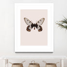 Cressida cressida by Incado on GIANT ART - multicolor animals; floral/still life