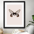 Cressida cressida by Incado on GIANT ART - multicolor animals; floral/still life