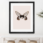 Cressida cressida by Incado on GIANT ART - multicolor animals; floral/still life