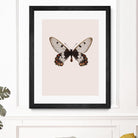 Cressida cressida by Incado on GIANT ART - multicolor animals; floral/still life