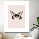 Cressida cressida by Incado on GIANT ART - multicolor animals; floral/still life