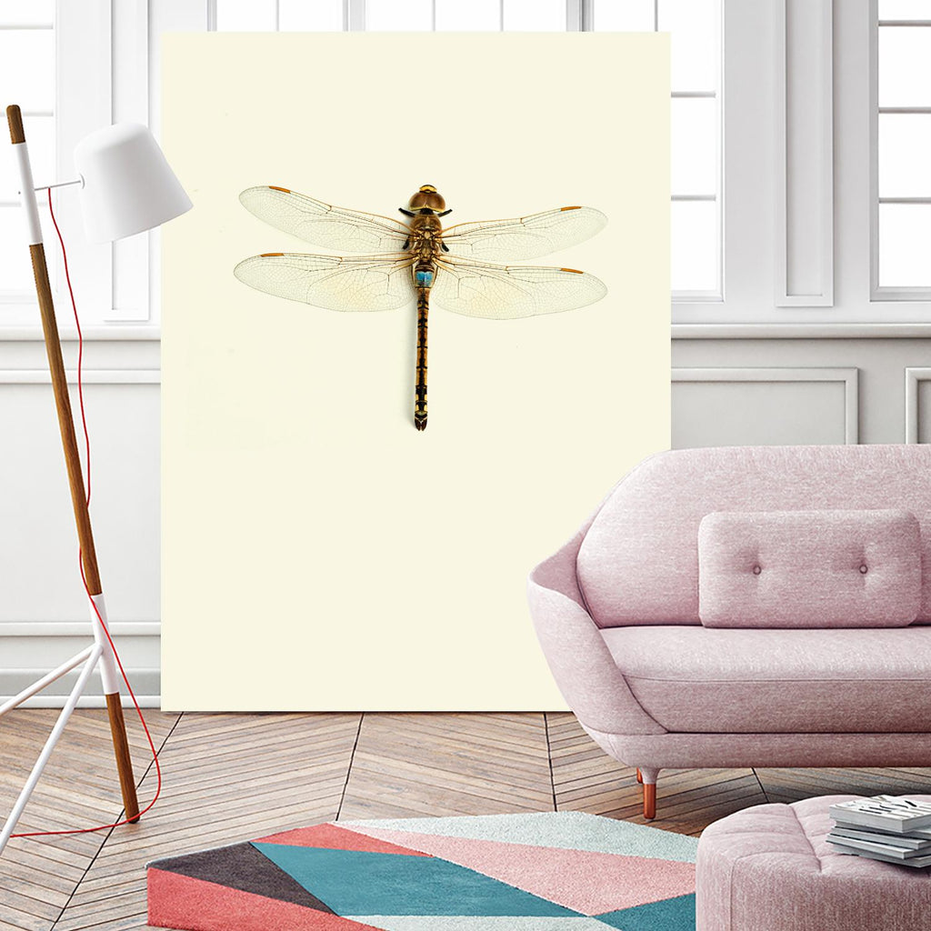 Dragonfly I by Incado on GIANT ART - multicolor animals; floral/still life