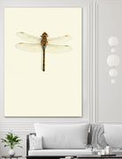 Dragonfly I by Incado on GIANT ART - multicolor animals; floral/still life
