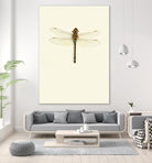 Dragonfly I by Incado on GIANT ART - multicolor animals; floral/still life