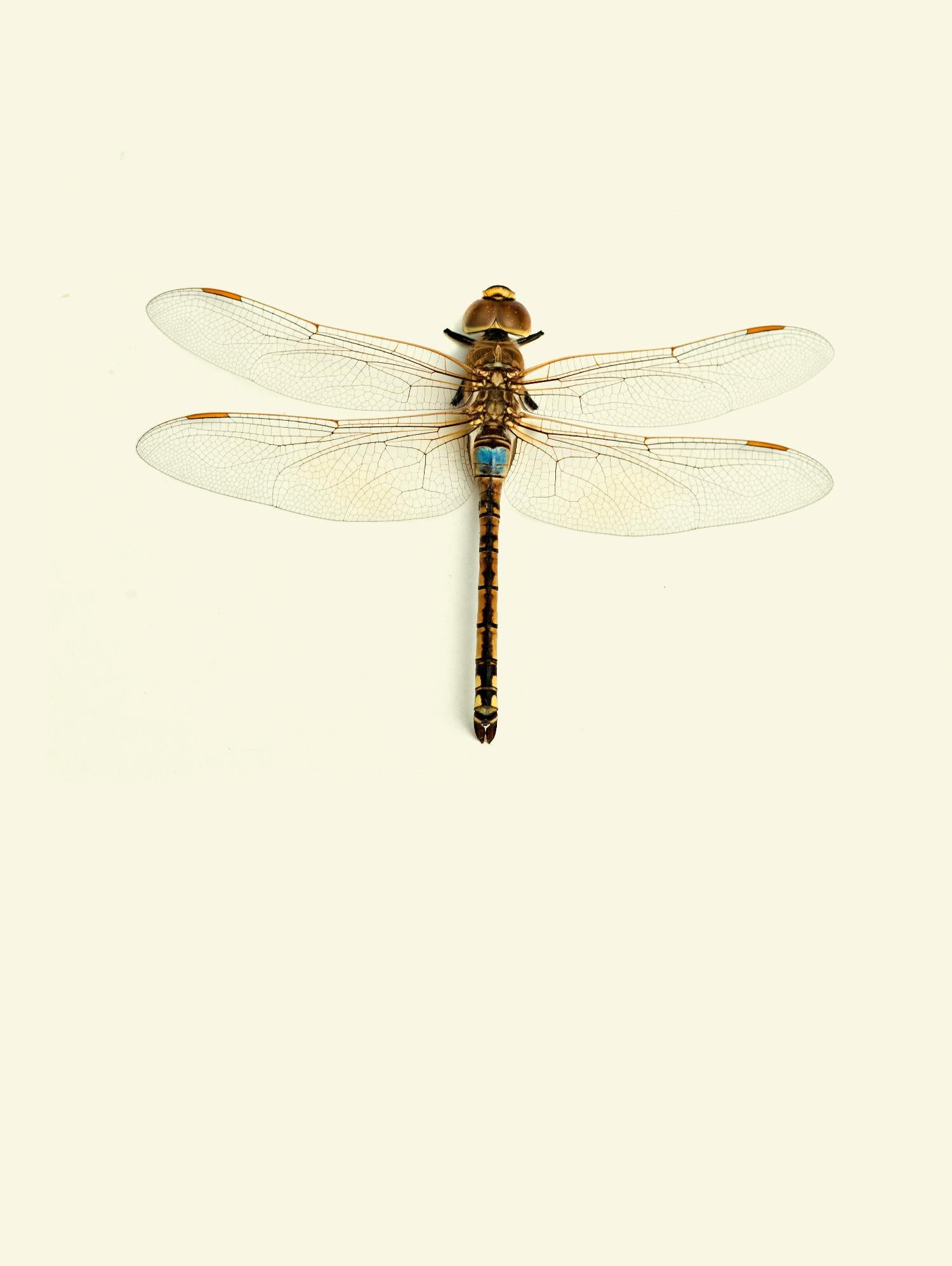 Dragonfly I by Incado on GIANT ART - multicolor animals; floral/still life