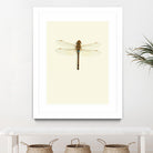 Dragonfly I by Incado on GIANT ART - multicolor animals; floral/still life