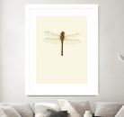 Dragonfly I by Incado on GIANT ART - multicolor animals; floral/still life